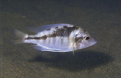 Mylochromis incola 'Mbenji Island'
